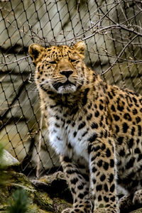 Cat looking away in zoo