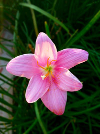 Close-up of pink flower