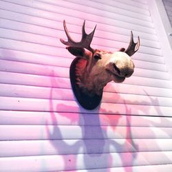 Low angle view of dead moose head mounted on wall