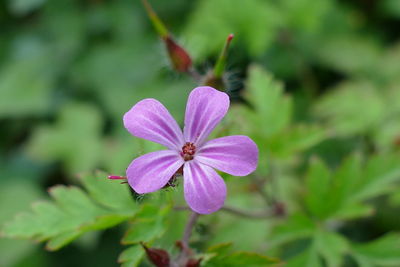 Close-up of pink flowering plant