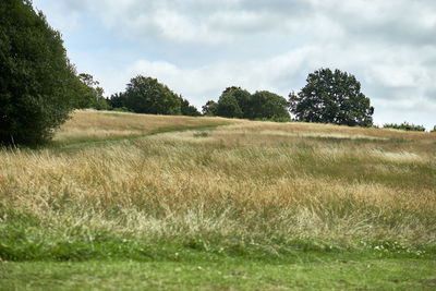 Scenic view of field against sky