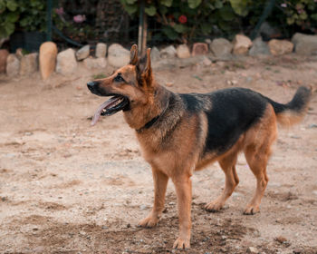 Beautiful specimen of german shepherd dog breed