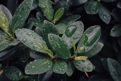 Close-up of water drops on plant