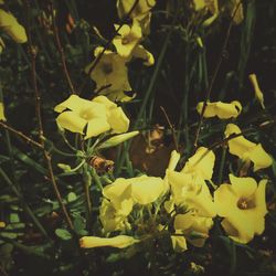 Close-up of yellow flowers