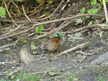 Bird on field