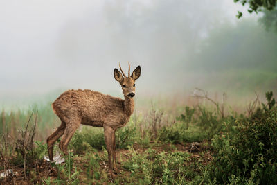 Portrait of deer standing on field