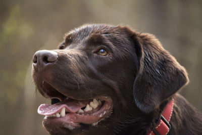 Close-up of a dog looking away