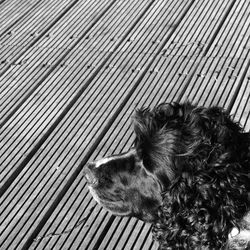 Close-up of dog on deck