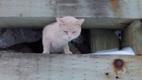 Portrait of cat sitting on wood