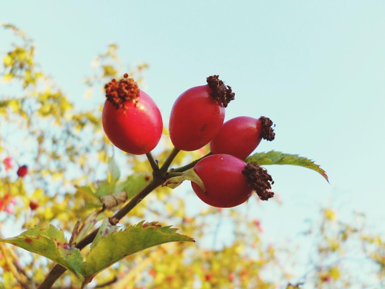 fruit, freshness, food and drink, food, growth, healthy eating, red, tree, close-up, branch, nature, ripe, leaf, focus on foreground, berry fruit, beauty in nature, clear sky, growing, low angle view, berry