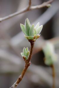 Close-up of flower buds