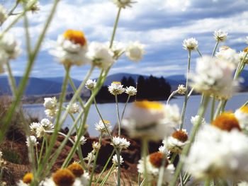 Close-up of white flowering plants on field