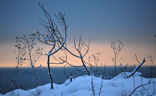 Bare tree against snow covered landscape during sunset