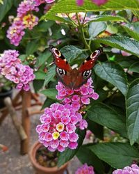 Close-up of butterfly on pink flower