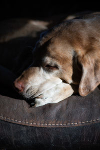 Close-up of dog sleeping