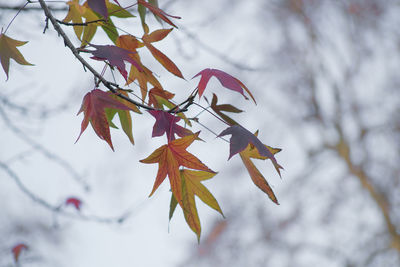 Low angle view of maple tree against sky