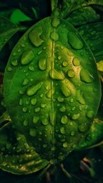 Close-up of raindrops on leaf