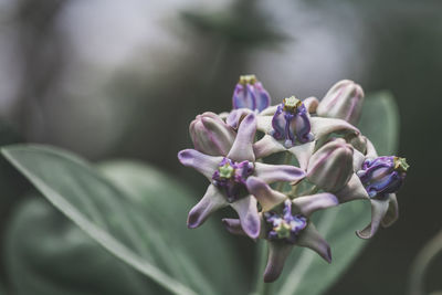 Close-up of purple flowering plant