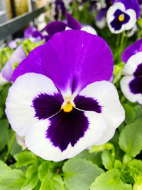 Close-up of purple flowering plant