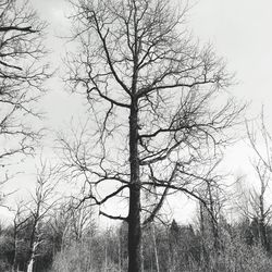 Bare trees on field against sky