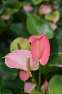 Close-up of pink flower