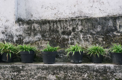 Potted plants against wall