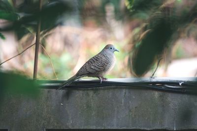 Close-up of bird perching on railing