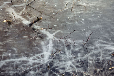 Close-up of birds in water during winter