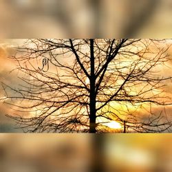 bare tree