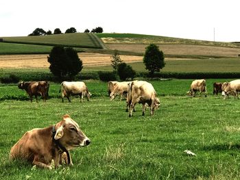 Cows on field against clear sky