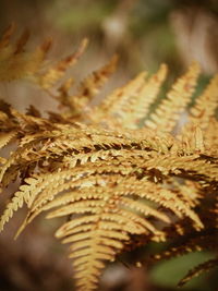 Close-up of dried plant on field