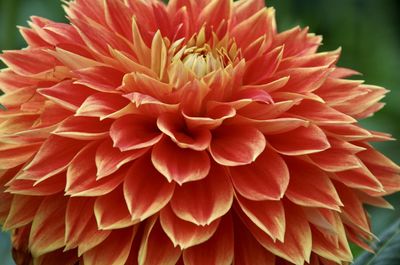 Close-up of red dahlia