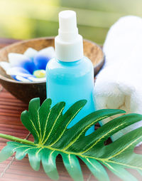 Close-up of green leaves on table