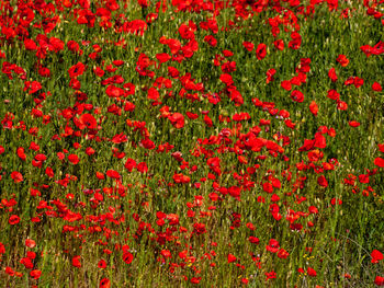 Red poppy flowers on field