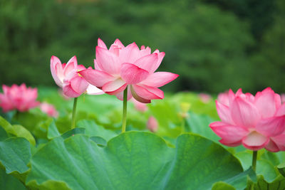 Close-up of pink water lily