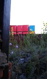 Plants growing in front of building