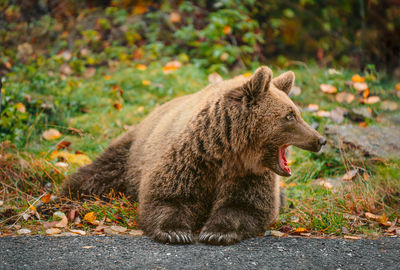 Close-up of an animal