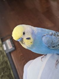 Close-up of a bird perching