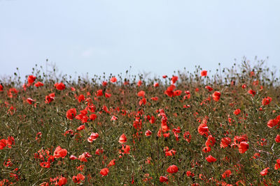 Poppy field against clear sky