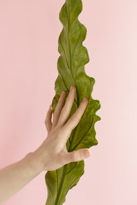 Close-up of hand holding leaf against pink background