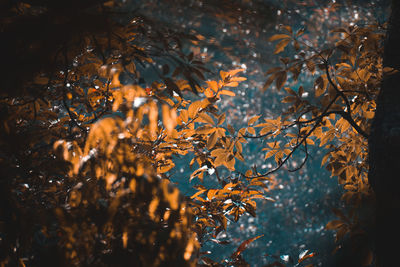 Low angle view of tree during autumn