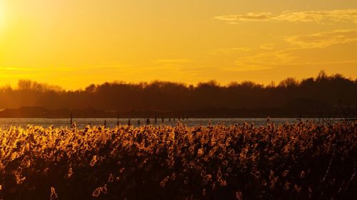 Crops growing on field against sky during sunset