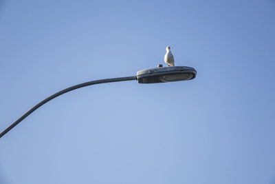 Low angle view of bird perching on cable against clear sky