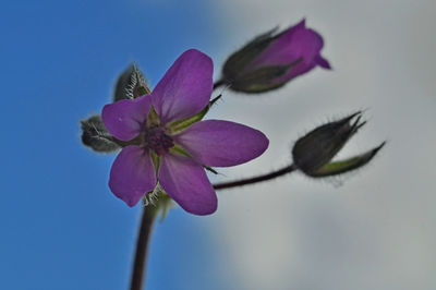 Close-up of pink flower against blue sky