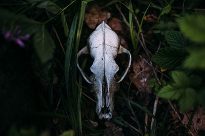 Close-up of animal skull on field