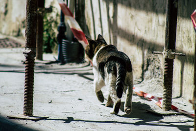 Dog on footpath