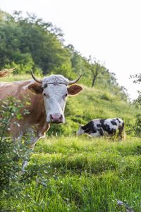 Cows in a field