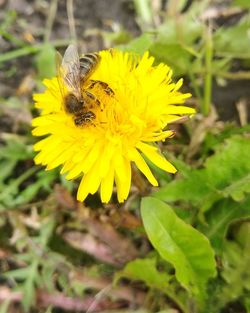 Close-up of bee on yellow flower