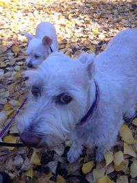 Portrait of dog