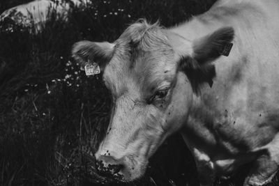 Close-up of cow on field